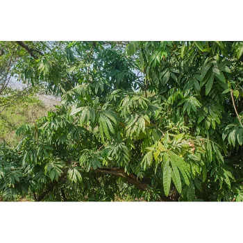 Natural Mahogany Plants